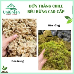 Dớn Chile trắng - Rêu rừng khô đã xử lý - Chất lượng loại 1