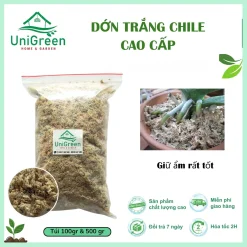 Dớn Chile trắng - Rêu rừng khô đã xử lý - Chất lượng loại 1