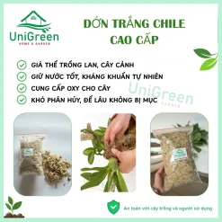 Dớn Chile trắng - Rêu rừng khô đã xử lý - Chất lượng loại 1