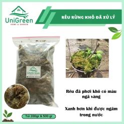 Dớn Chile trắng - Rêu rừng khô đã xử lý - Chất lượng loại 1
