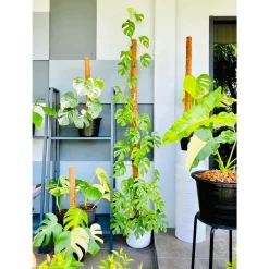TRỤ CỘT XƠ DỪA TRỒNG CÂY 45CM - 1M5, CHO CÂY LEO BÁM UNIGREEN HOME&GARDEN CÓ KHỚP NỐI