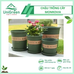Chậu Nhựa Trồng Cây Monrovia Cao Cấp