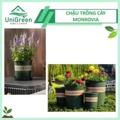 Chậu Nhựa Trồng Cây Monrovia Cao Cấp