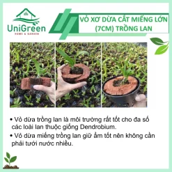 Vỏ Dừa Trồng Lan Cắt Miếng To (7cm)