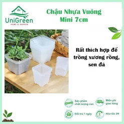 Chậu Nhựa Vuông Mini 7cm Màu Đen & Trong Suốt Trồng Xương Rồng, Sen Đá