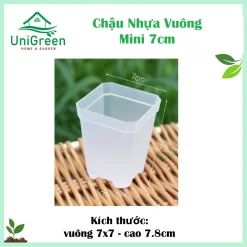 Chậu Nhựa Vuông Mini 7cm Màu Đen & Trong Suốt Trồng Xương Rồng, Sen Đá